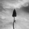 Cover art for A Black Mile To The Surface by Manchester Orchestra