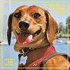 Cover art for Fanny Dog (Royal) - Single by Ty Segall