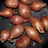 Cover art for Fried Shallots - EP by Ty Segall